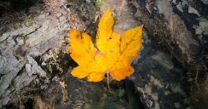 Design Principles Hidden in Nature’s Perfect Patterns